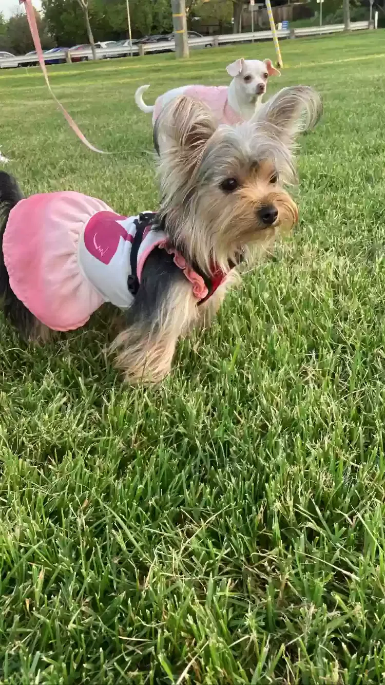 Lost dog in Chula Vista, CA, 91911