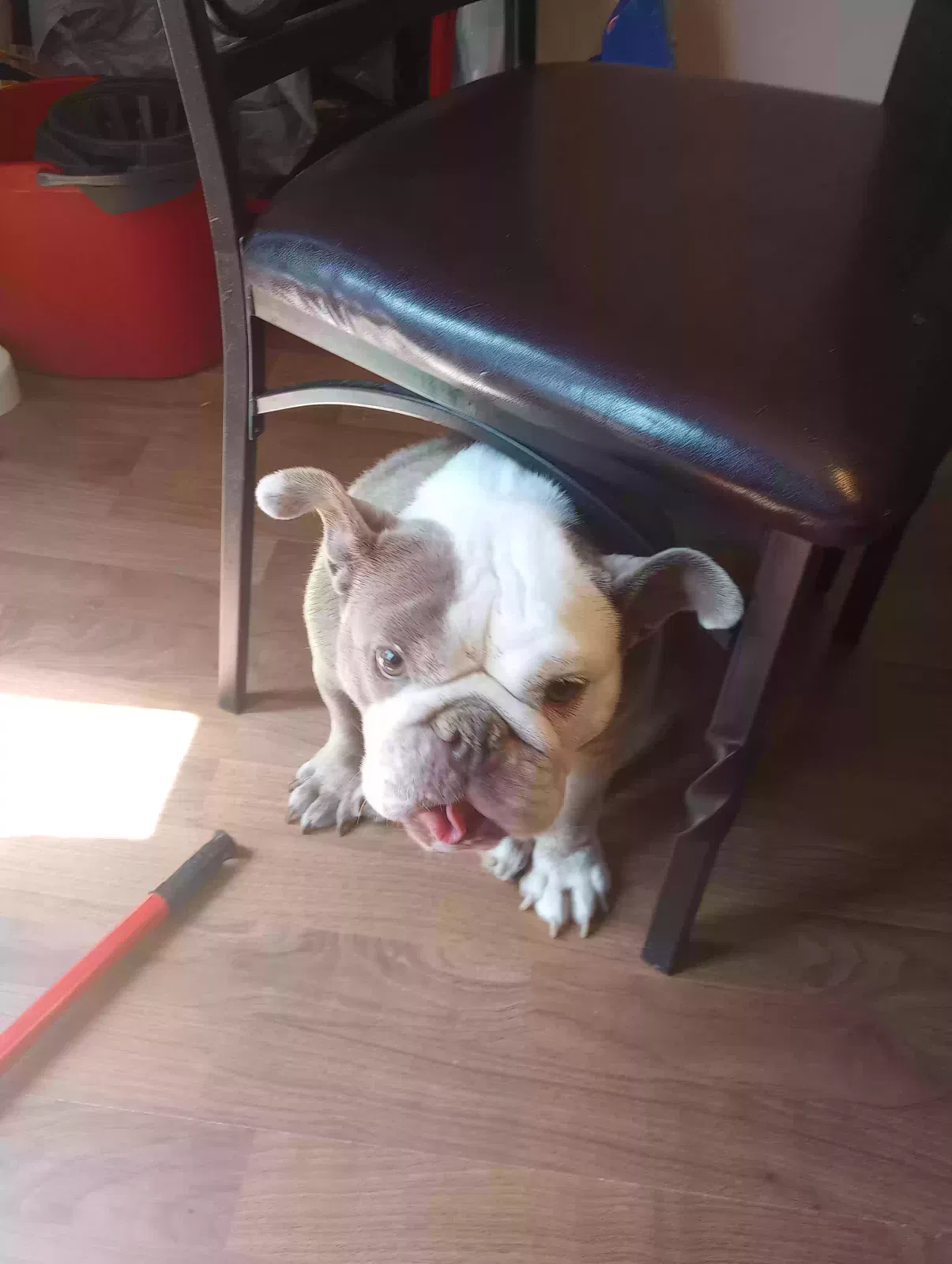 Found dog in Columbia, SC, 29223