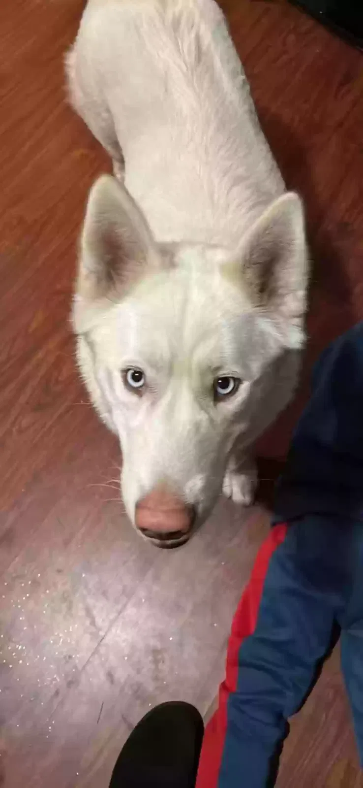 Lost dog in Hanford, CA, 93230