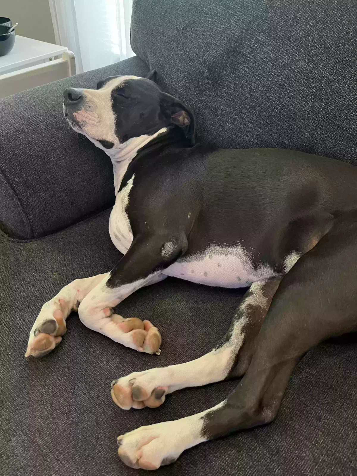 Lost dog in Lake Elsinore, CA, 92530