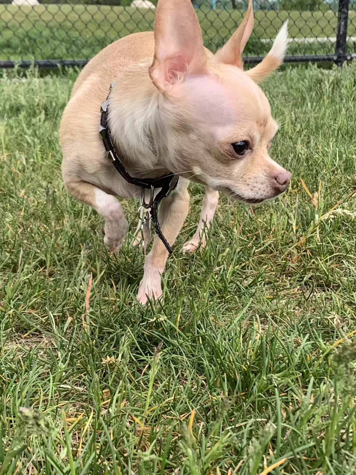 Lost dog in Detroit, MI, 48209