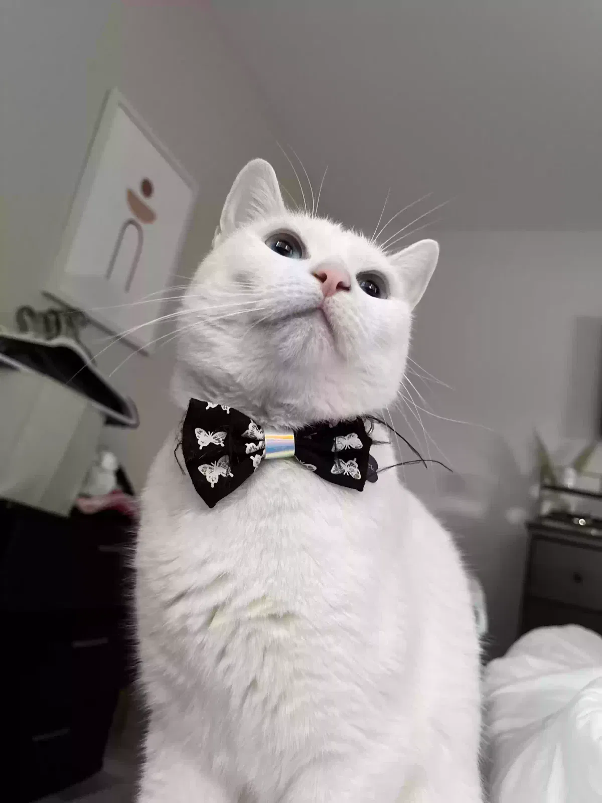 Lost cat in Van Nuys, CA, 91401