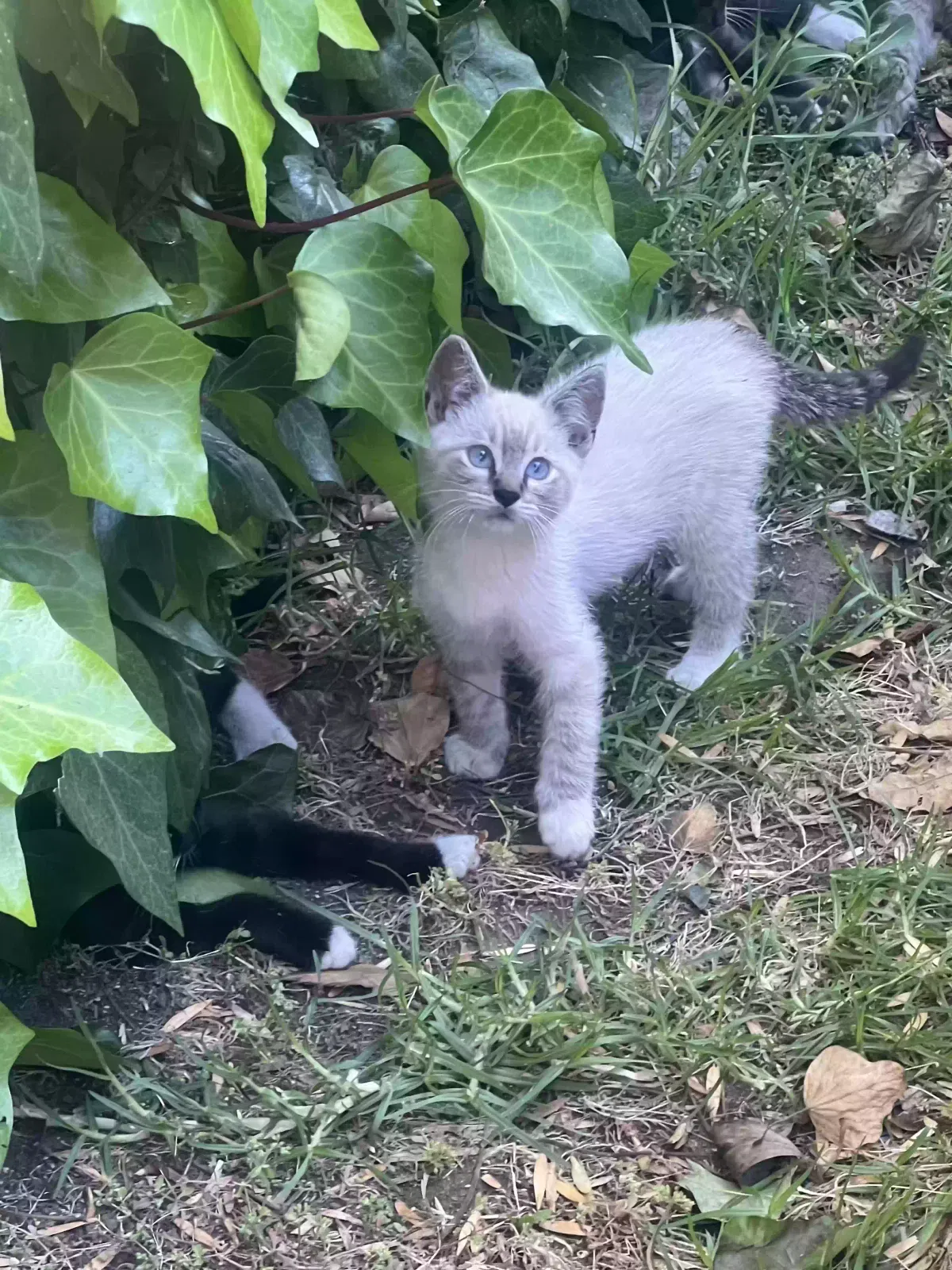 Lost cat in Sylmar, CA, 91342