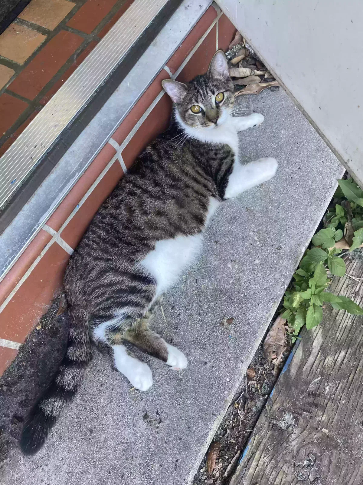 Lost cat in Clearwater, FL, 33755