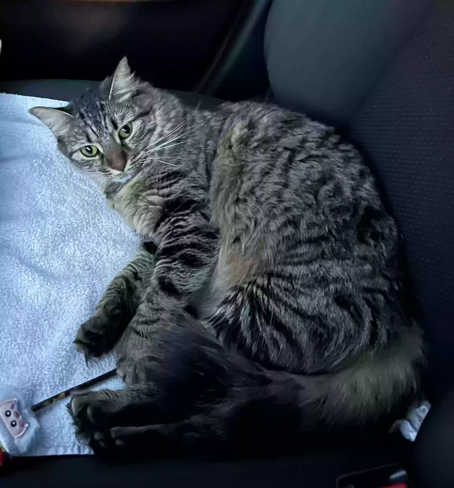Lost cat in Orlando, FL, 32826