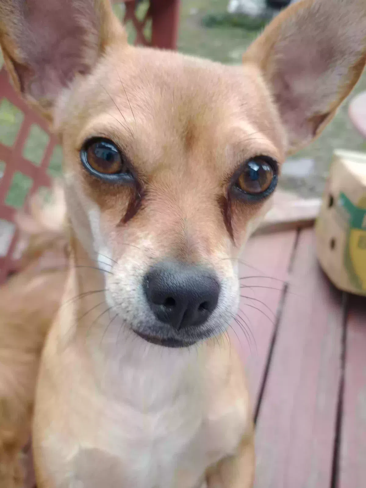 Lost dog in Topeka, KS, 66608