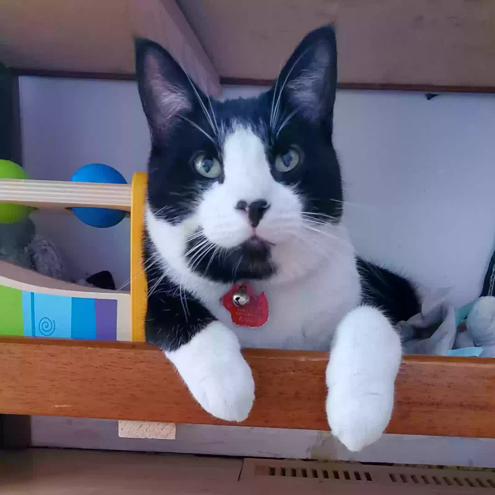 Lost cat in Milwaukee, WI, 53207