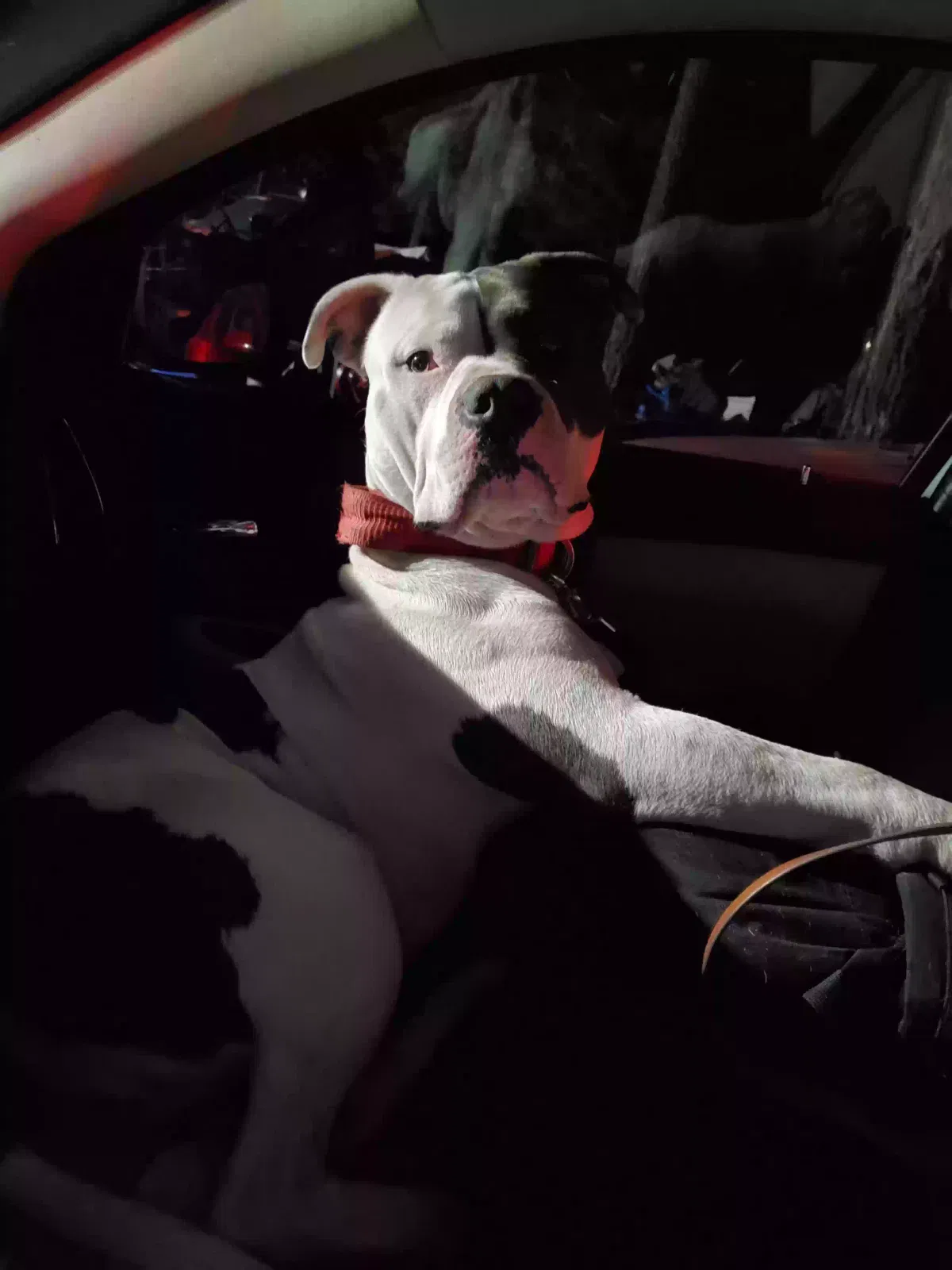 Lost dog in Deer Park, WA, 99006