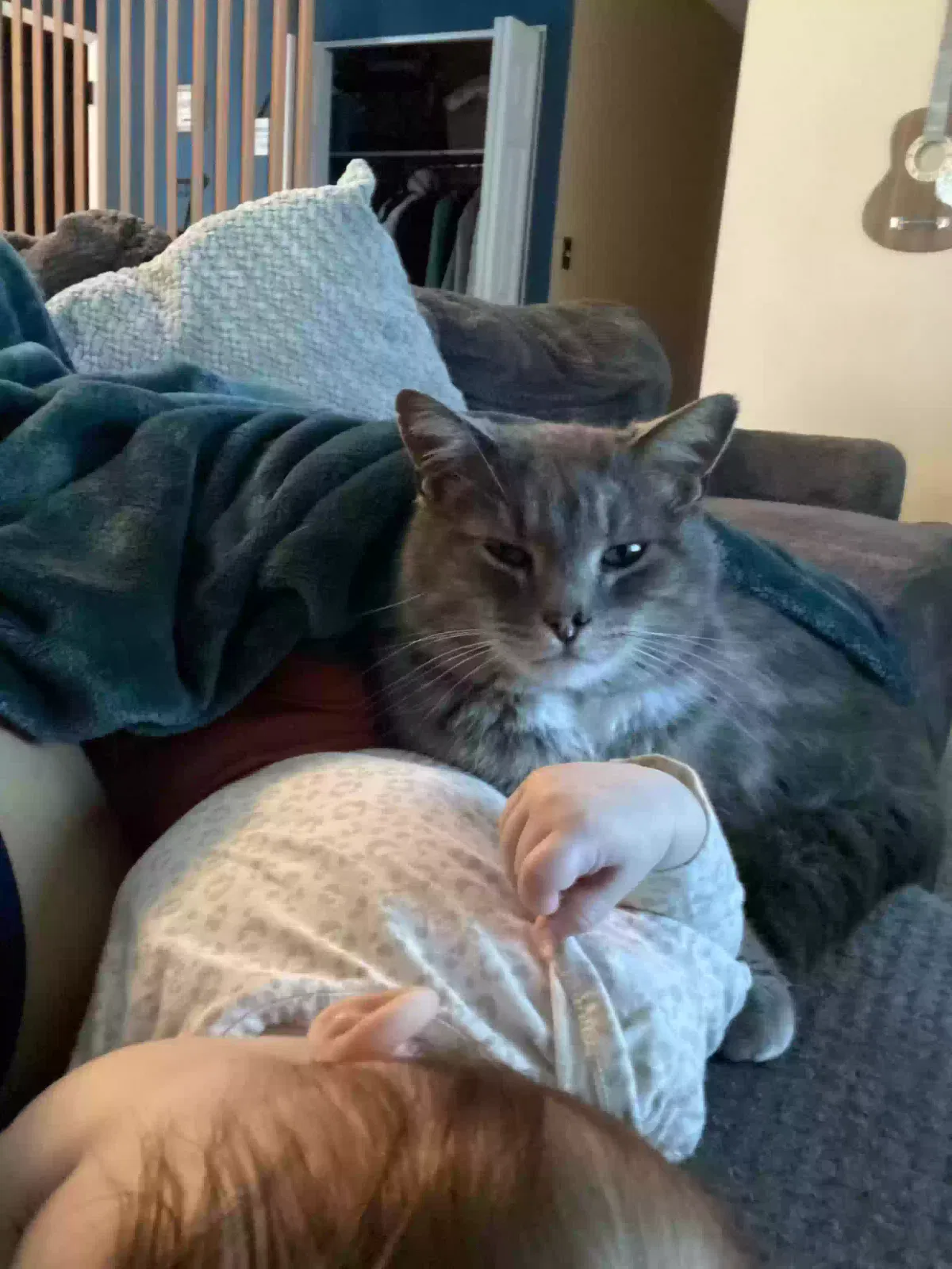 Lost cat in Reynoldsburg, OH, 43068