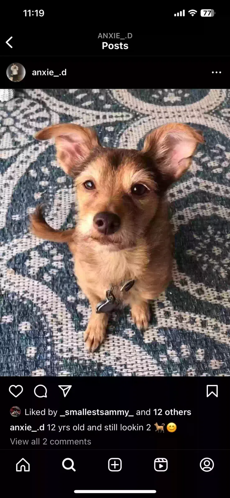 Lost dog in Davenport, FL, 33837