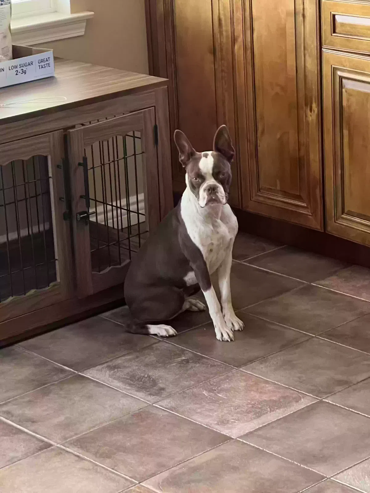 Lost dog in Sun Valley, CA, 91352