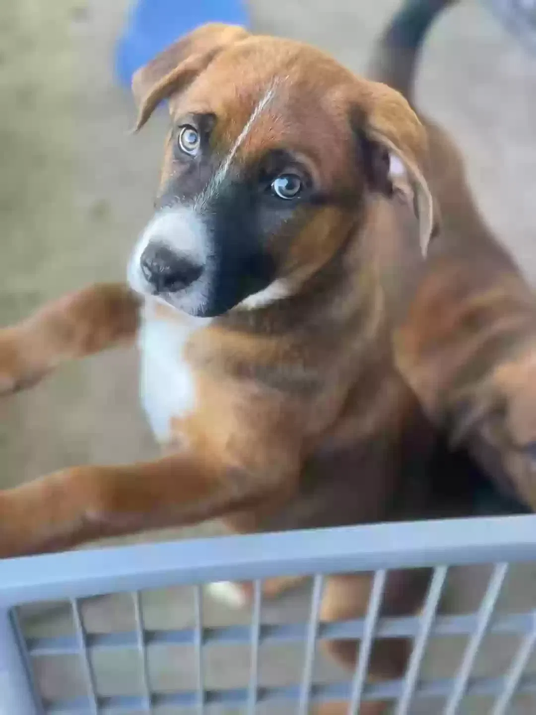 Lost dog in Chula Vista, CA, 91910