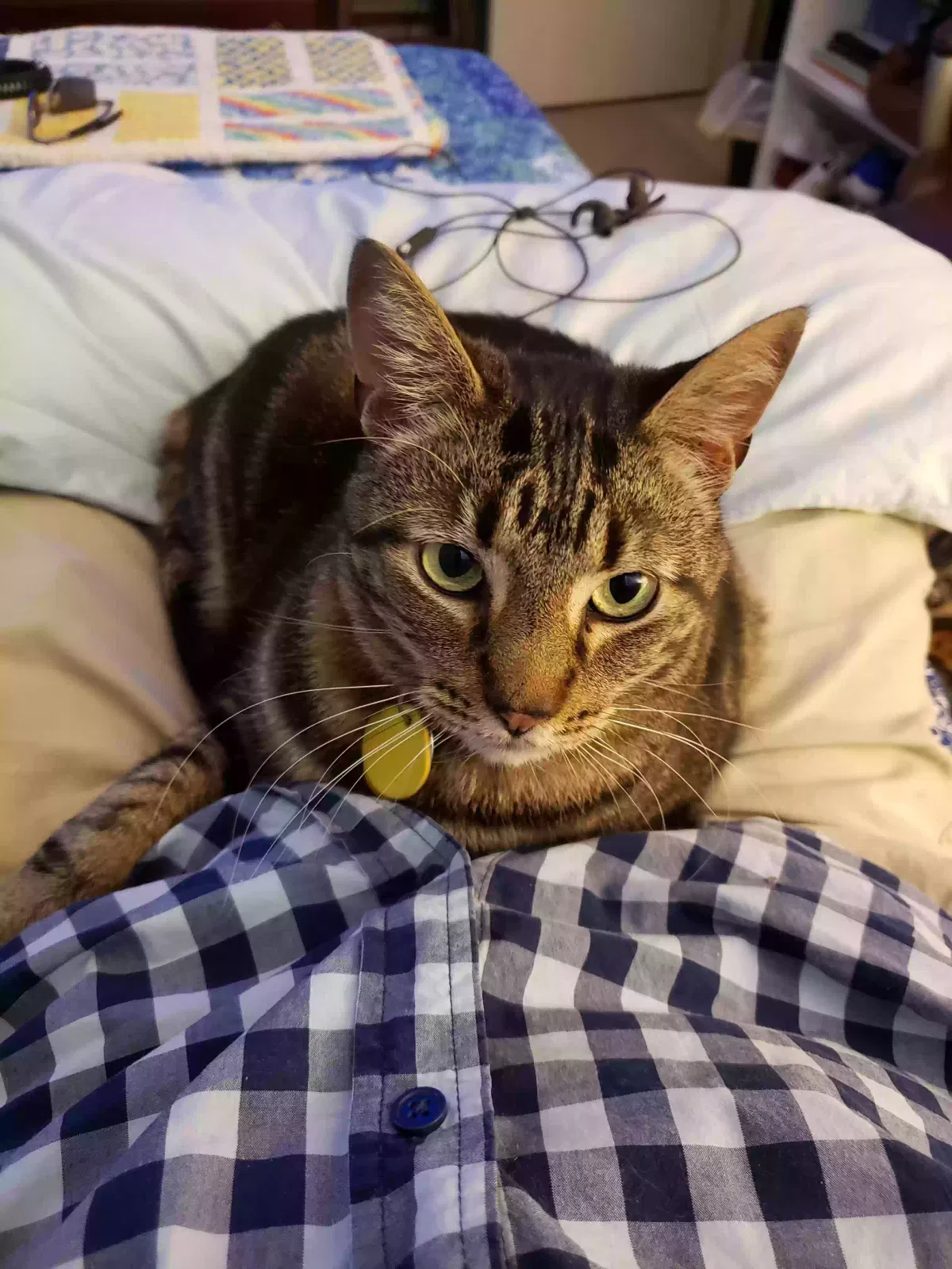 Lost cat in New Iberia, LA, 70560