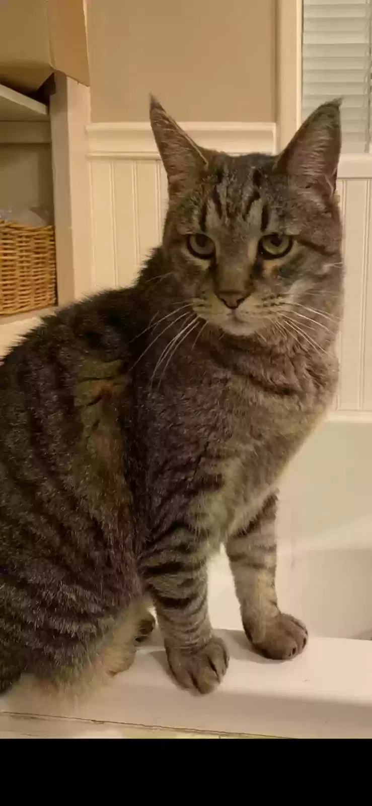 Lost cat in Glendale, CA, 91208