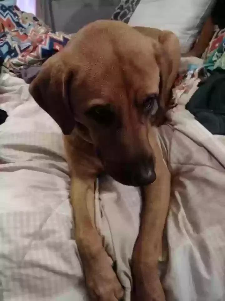 Lost dog in Sturdivant, MO, 63782