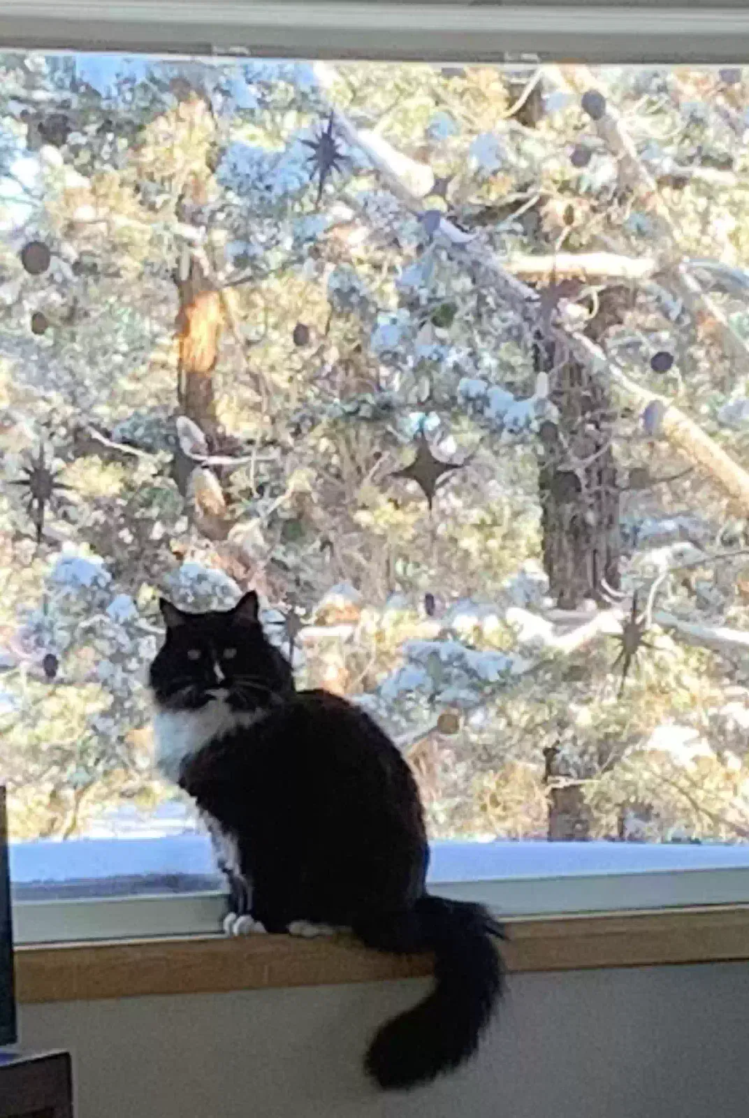 Lost cat in Redmond, OR, 97756