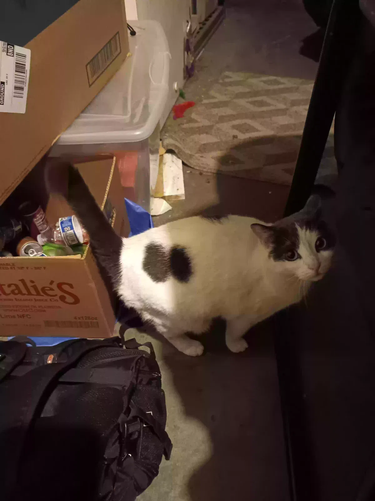 Found cat in Redmond, OR, 97756