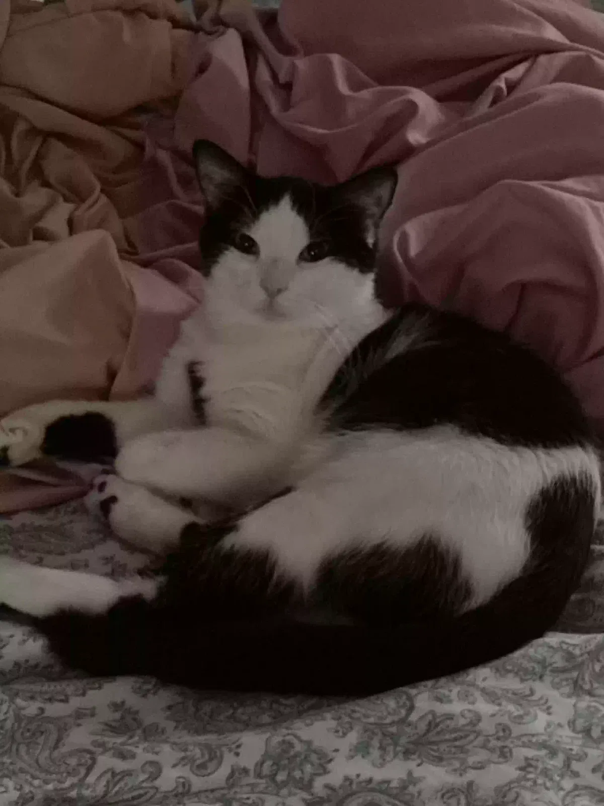 Lost cat in Chicago, IL, 60649