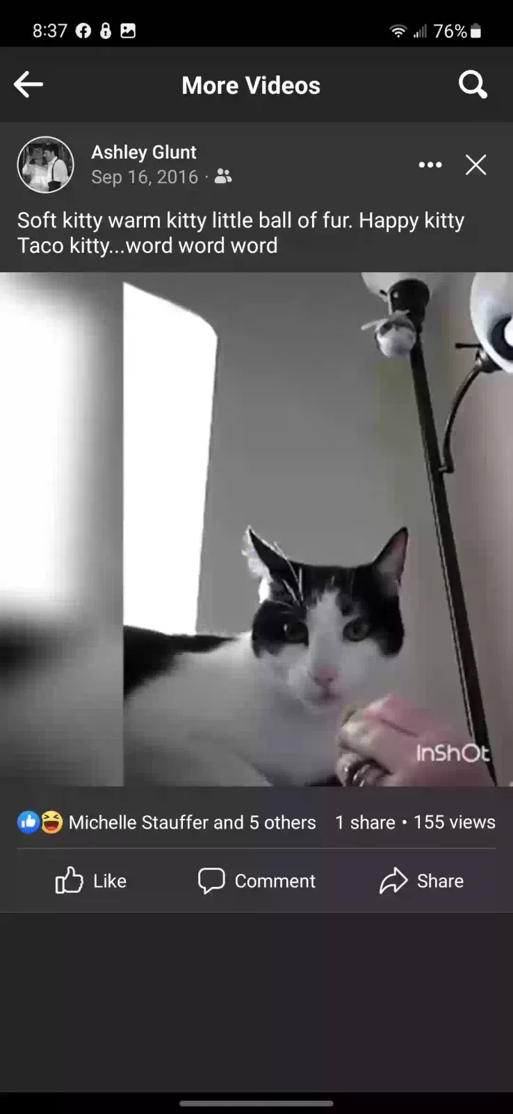Lost cat in Charleroi, PA, 15022
