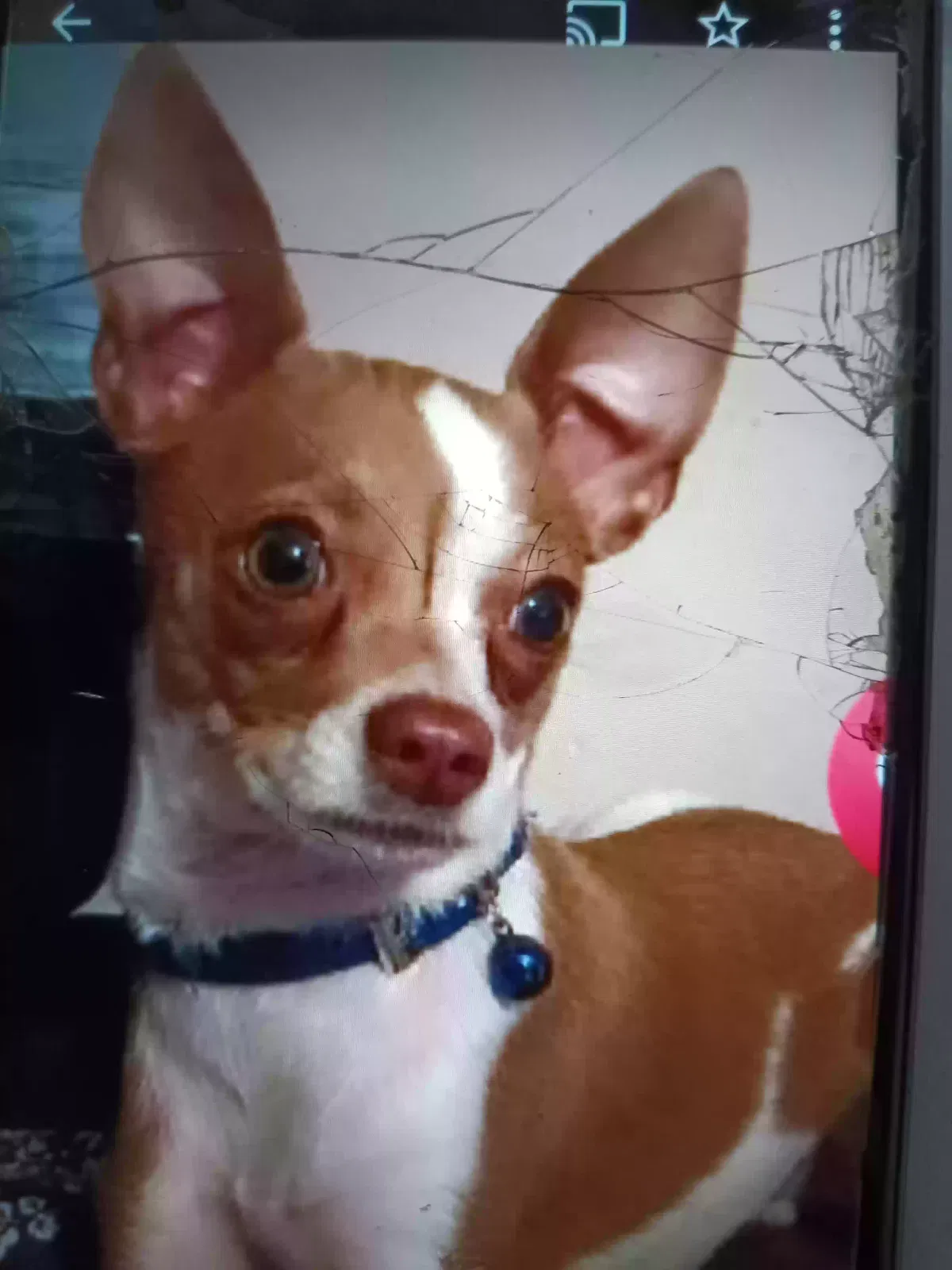 Lost dog in Mc Farland, CA, 93250