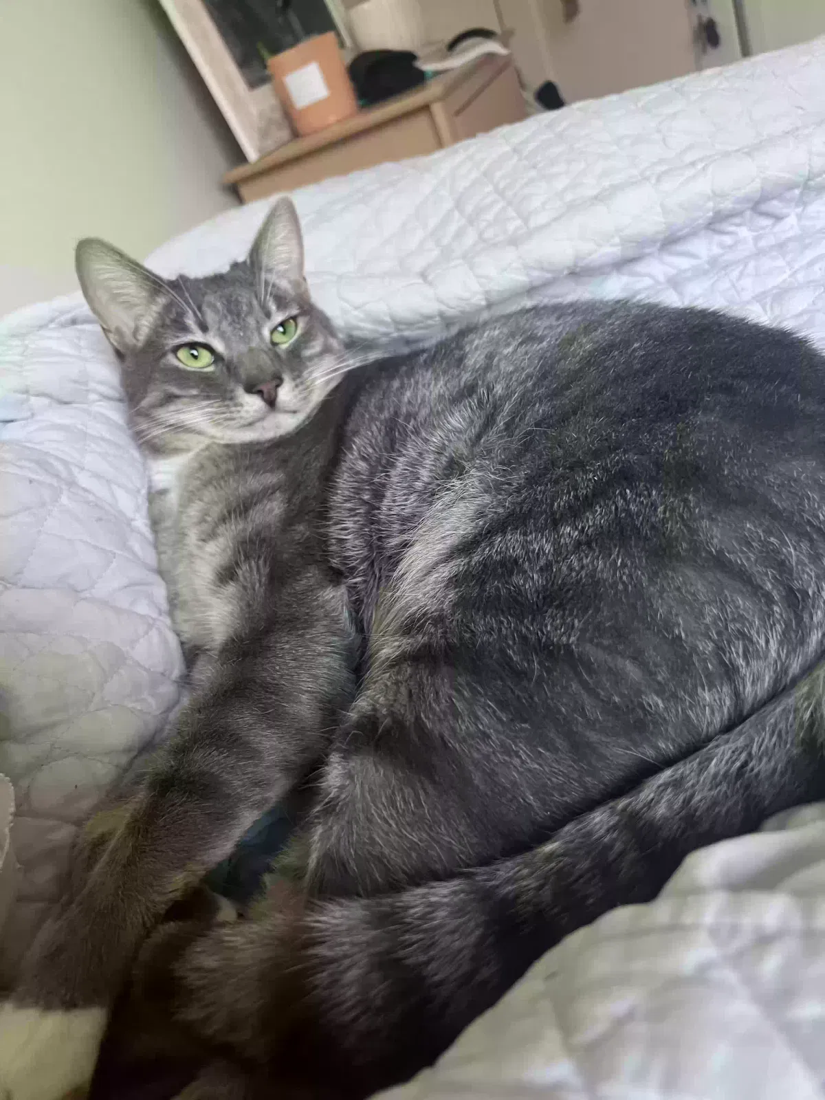 Lost cat in San Bruno, CA, 94066