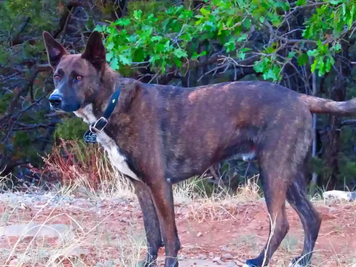 Lost dog in Albuquerque, NM, 87123