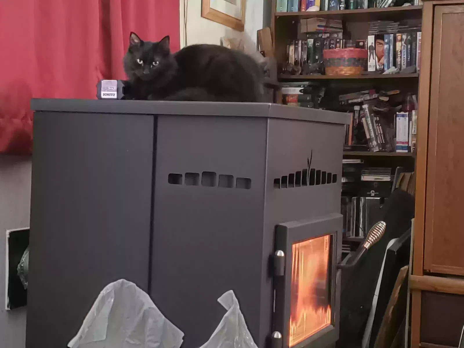 Lost cat in Tangent, OR, 97389