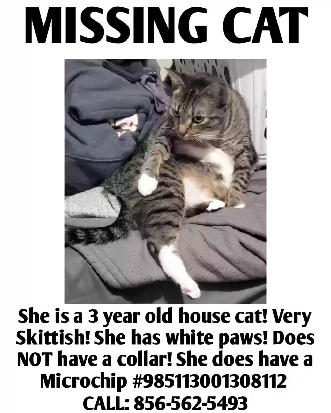 Lost cat in Williamstown, NJ, 8094