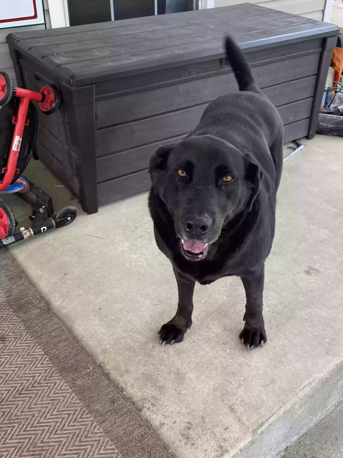 Lost dog in Loranger, LA, 70446