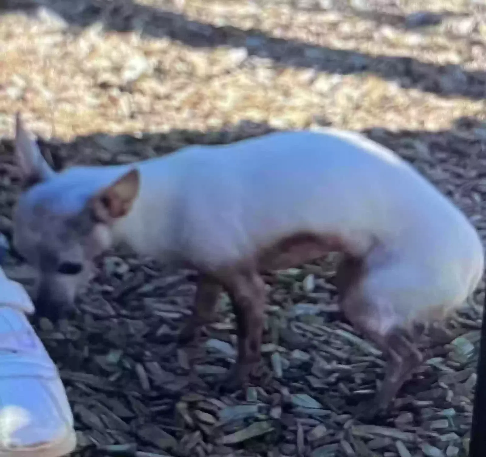 Lost dog in Gastonia, NC, 28052