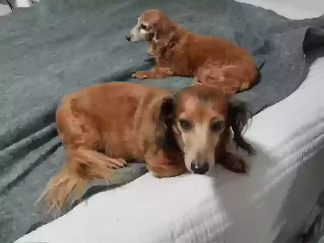 Lost dog in North Fort Myers, FL, 33903