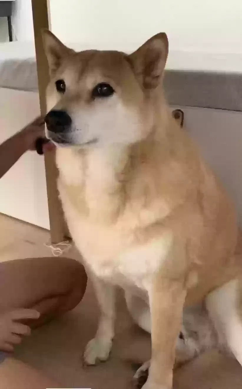 Lost dog in El Cerrito, CA, 94530