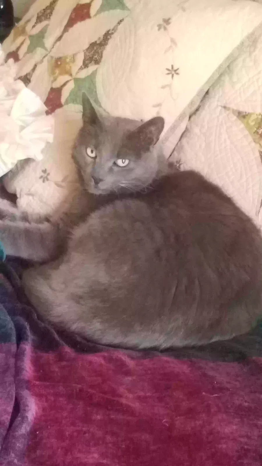 Lost cat in Spirit Lake, ID, 83869