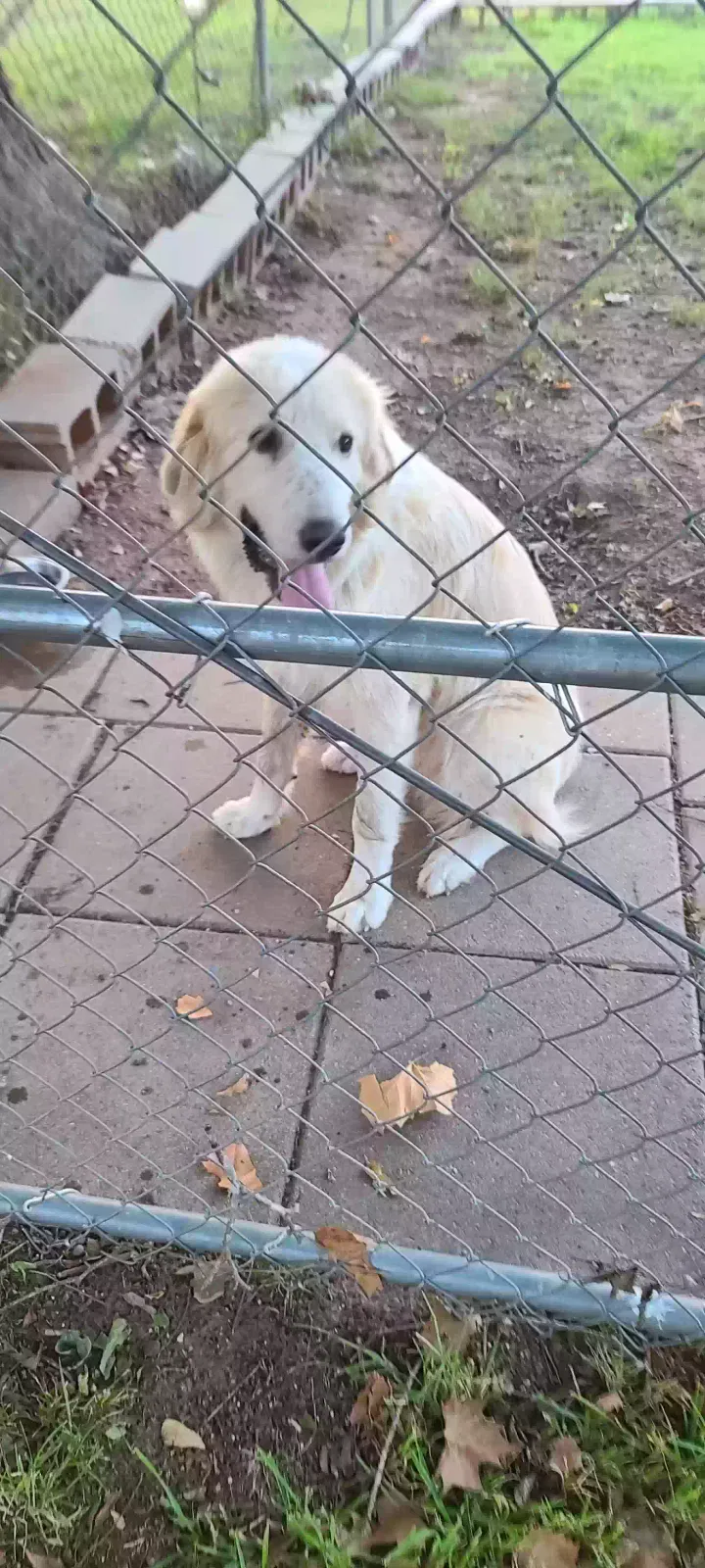 Found dog in Bossier City, LA, 71112