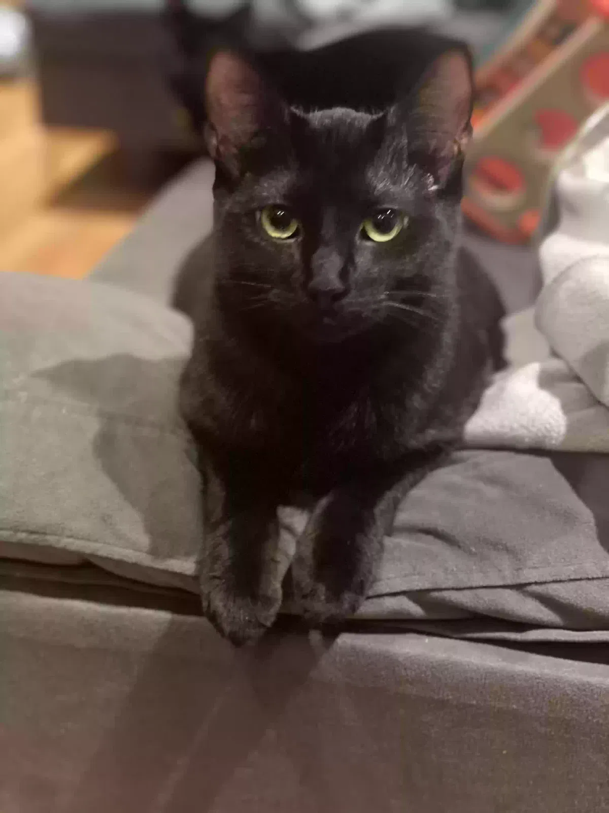 Lost cat in Los Angeles, CA, 90034