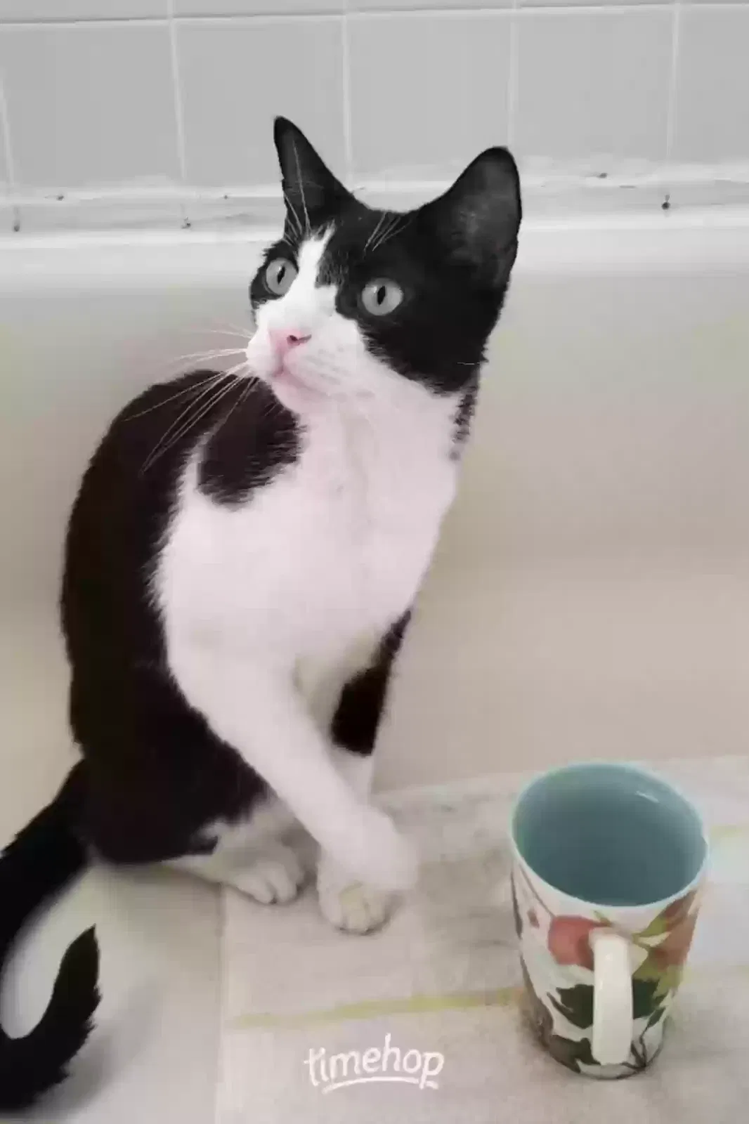 Lost cat in Newark, NJ, 7105