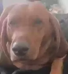Lost dog in Phoenix, AZ, 85009