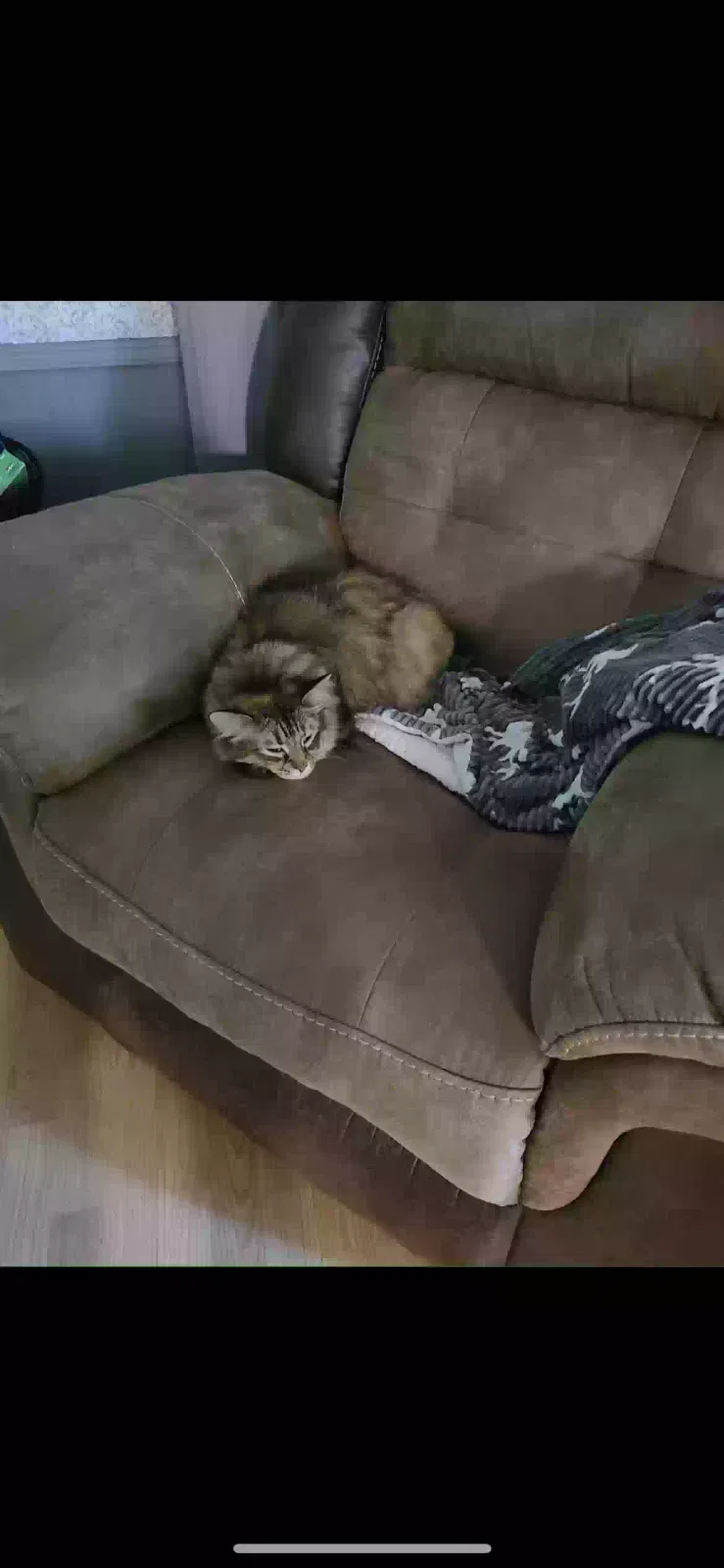 Lost cat in Denham Springs, LA, 70726