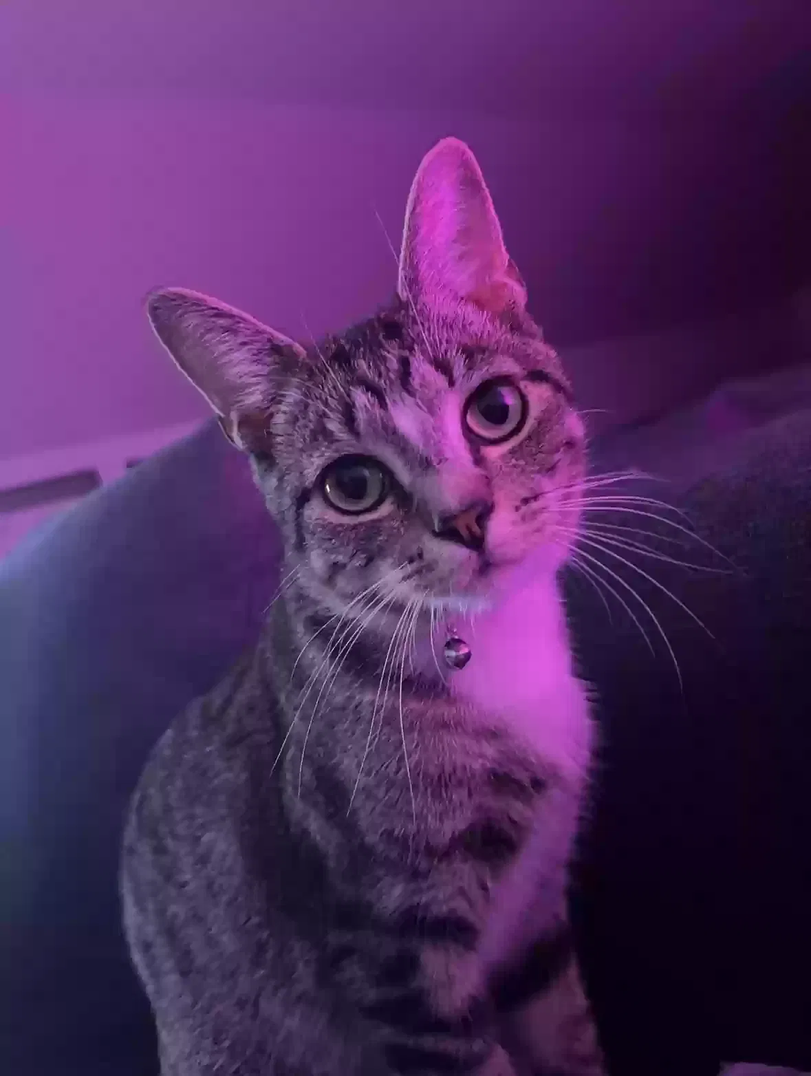 Lost cat in Lincoln, CA, 95648