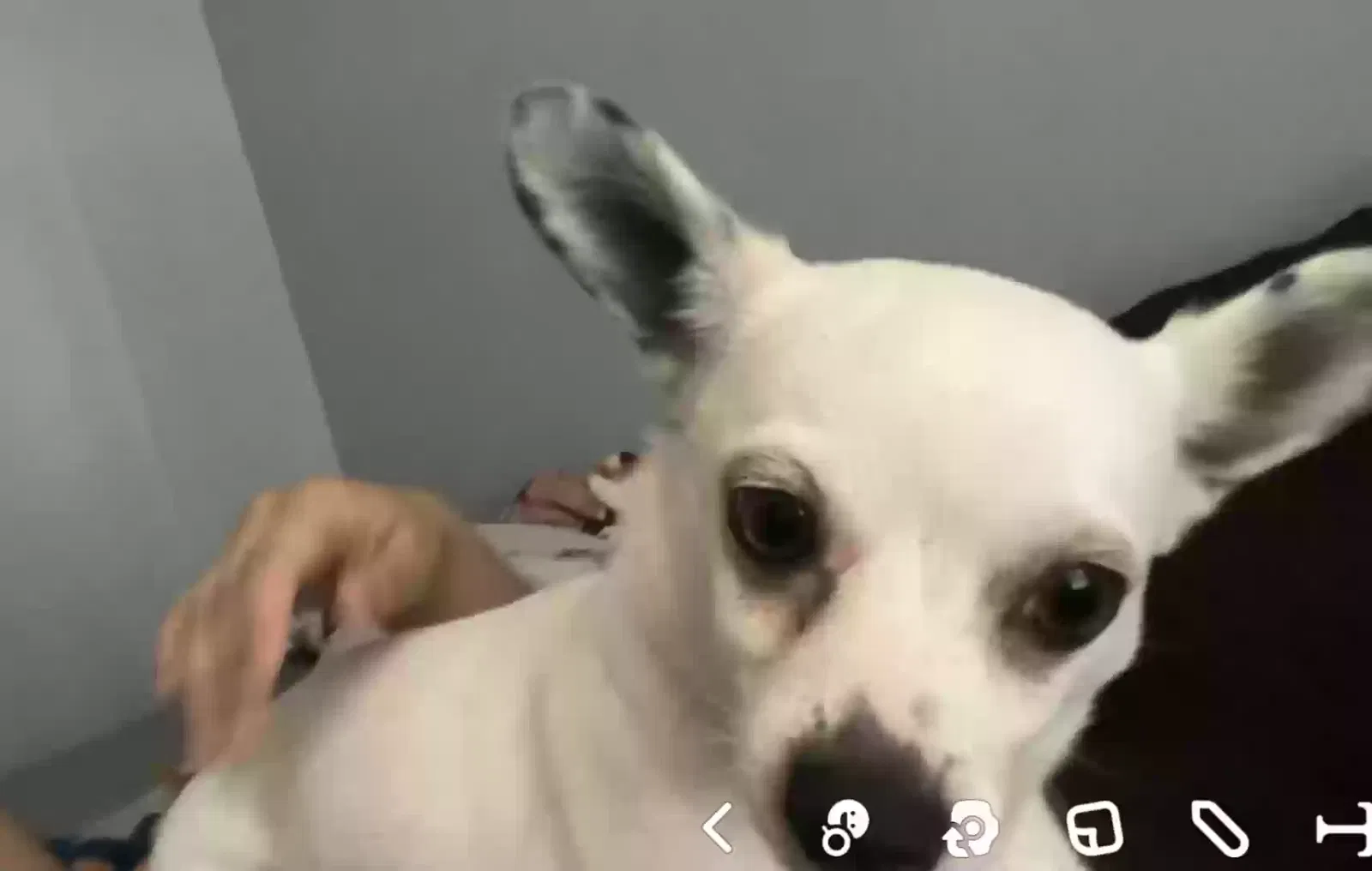 Lost dog in Spring, TX, 77379