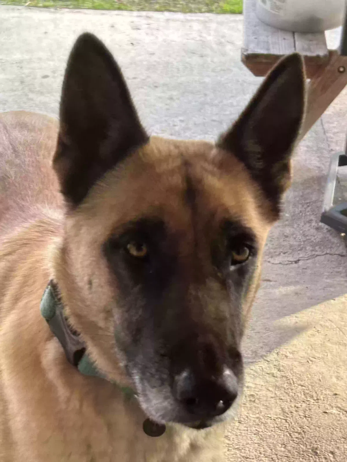 Lost dog in Bakersfield, CA, 93307