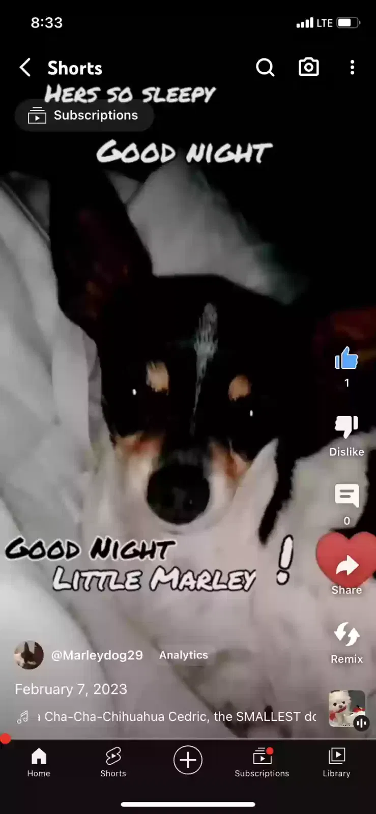 Lost dog in New Braunfels, TX, 78130