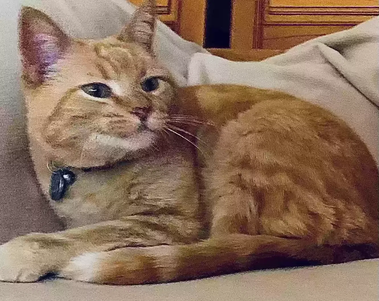 Lost cat in Albuquerque, NM, 87106