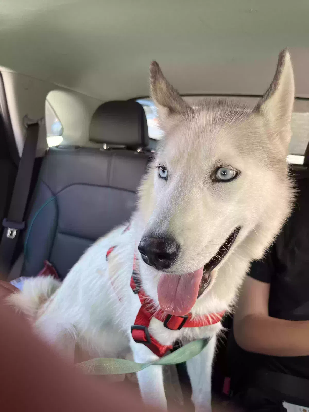 Found dog in Long Beach, CA, 90802