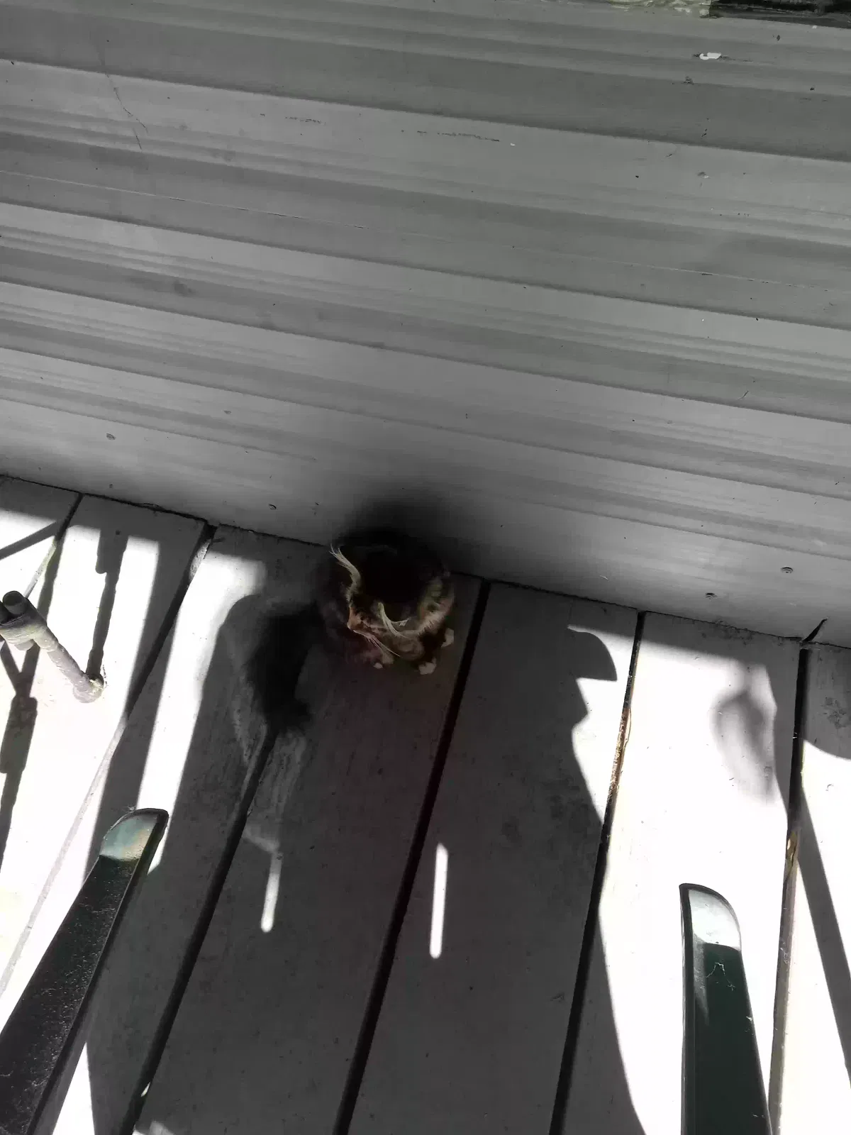 Found cat in Matthews, NC, 28105