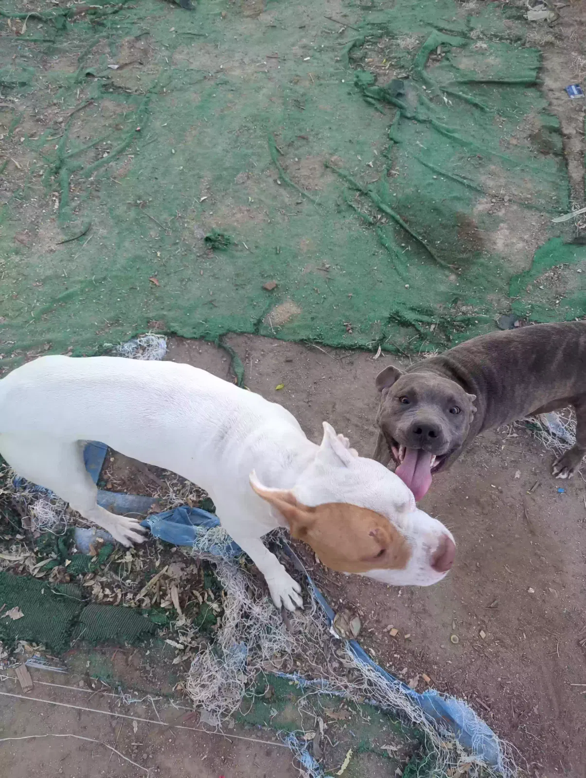 Lost dog in Murrieta, CA, 92562