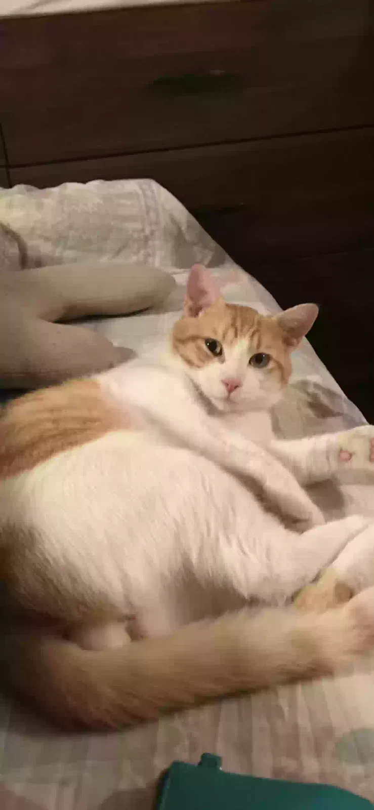 Lost cat in San Pedro, CA, 90731
