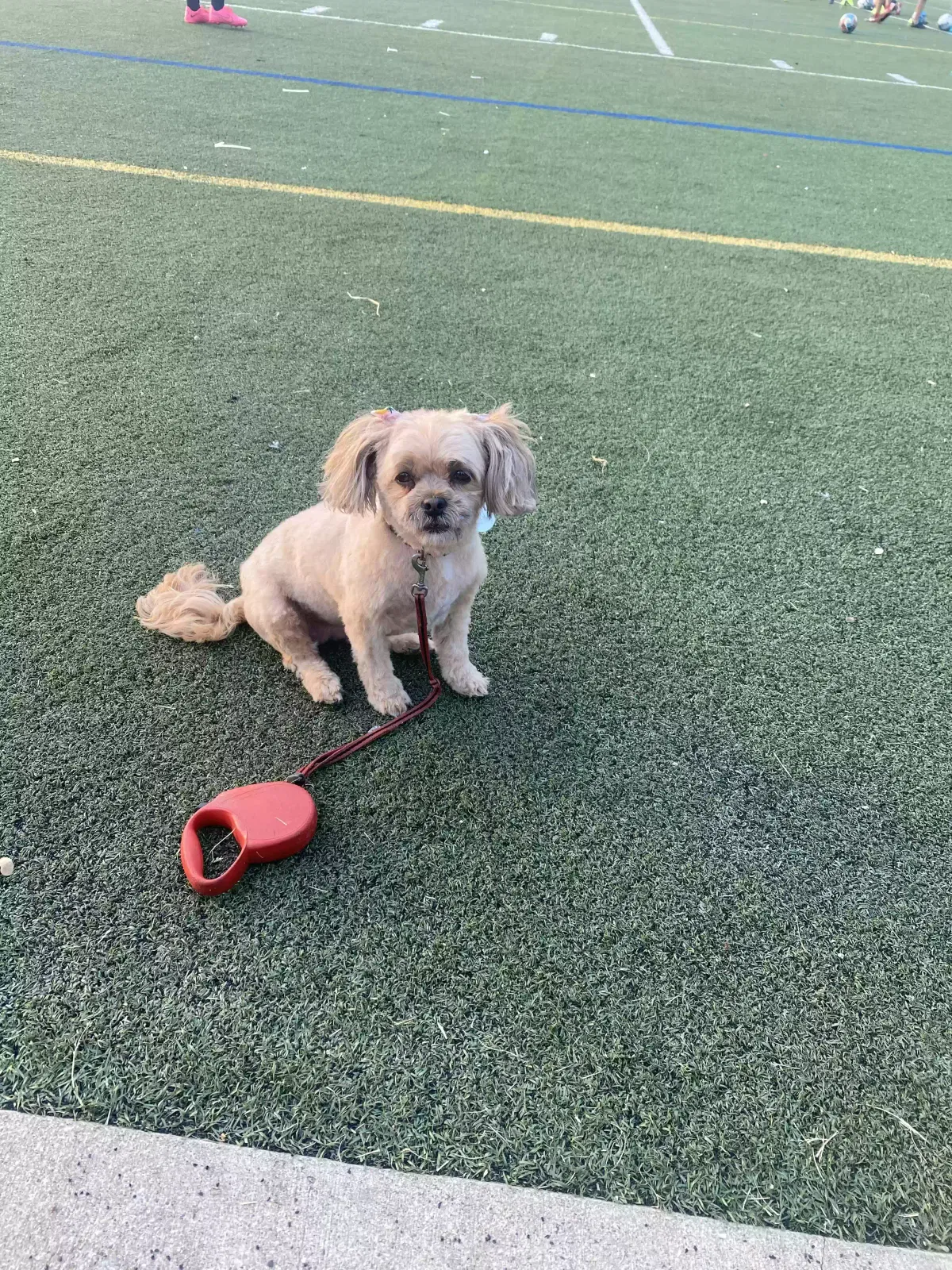Lost dog in Chicago, IL, 60651