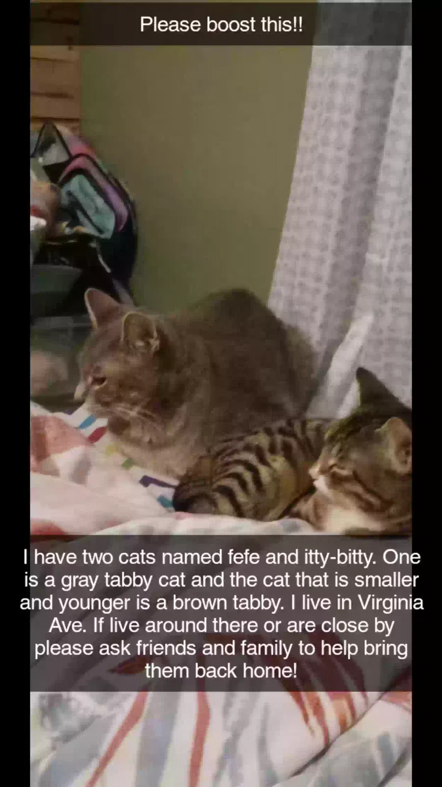 Lost cat in Ballwin, MO, 63024