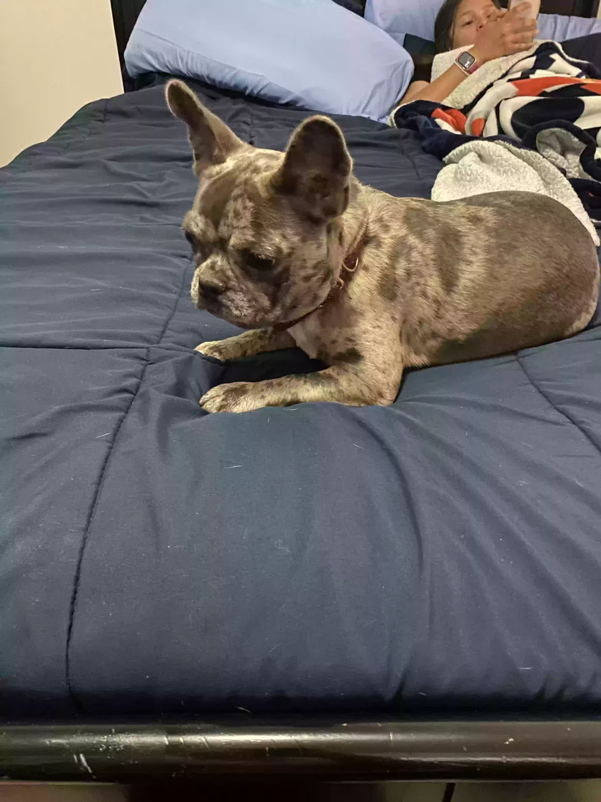 Lost dog in Houston, TX, 77072